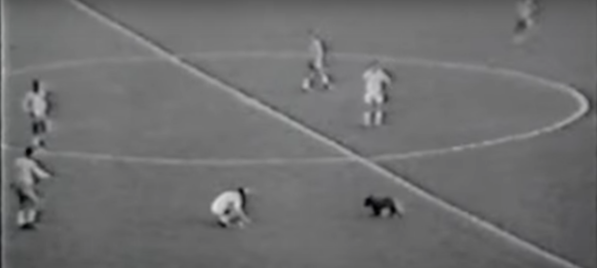 cane brasile-inghilterra